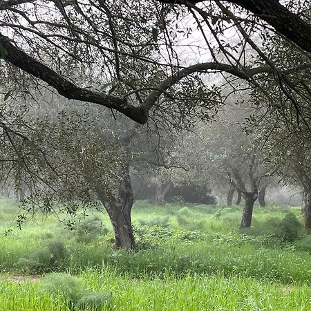 Muristene Pozzo Santa Cristina Paulilatino Zewnętrze zdjęcie